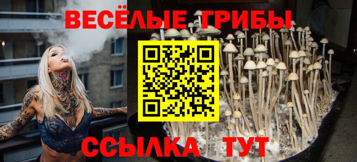 Псилоцибиновые грибы Psilocybe Краснодар